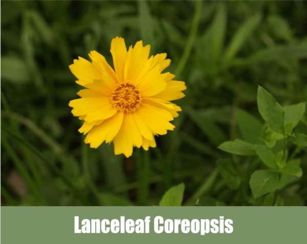 Lanceleaf Coreopsis (Coreopsis lanceolata L.)